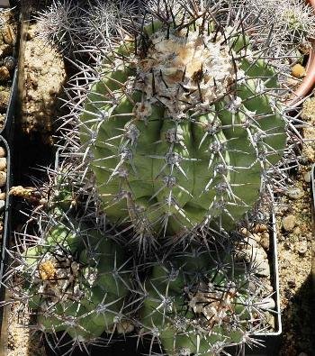 Copiapoa_coquimbana